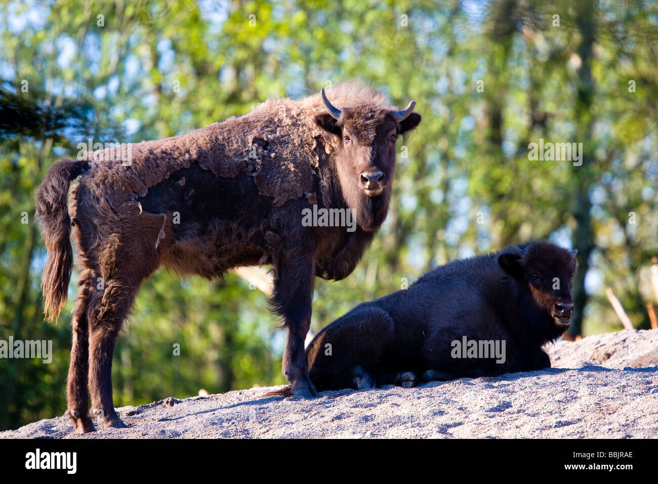 El bisonte europeo, Visent (bison bonasus) Foto de stock