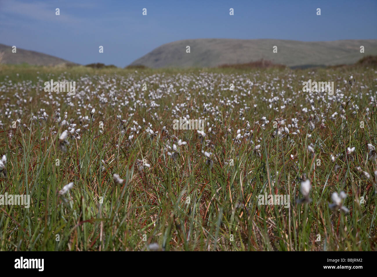 Cottongrass común Eriophorum angustifolium vaginatum bog el cultivo de algodón en las turberas en las Montañas Mourne Foto de stock