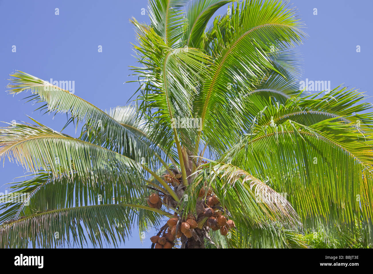 - Palma de Coco Cocos nucifera, Rarotonga, Islas Cook, Polinesia Foto de stock