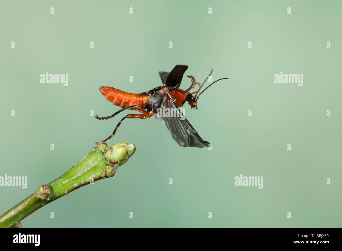 Cantharis rustica en vuelo Escarabajo marinero Foto de stock