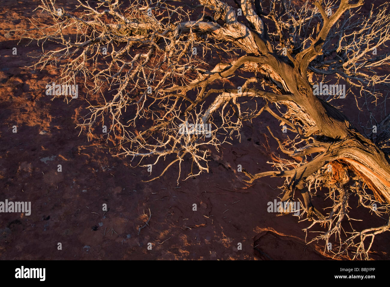 Viejo árbol retorcido en el Parque Nacional Canyonlands Utah Foto de stock