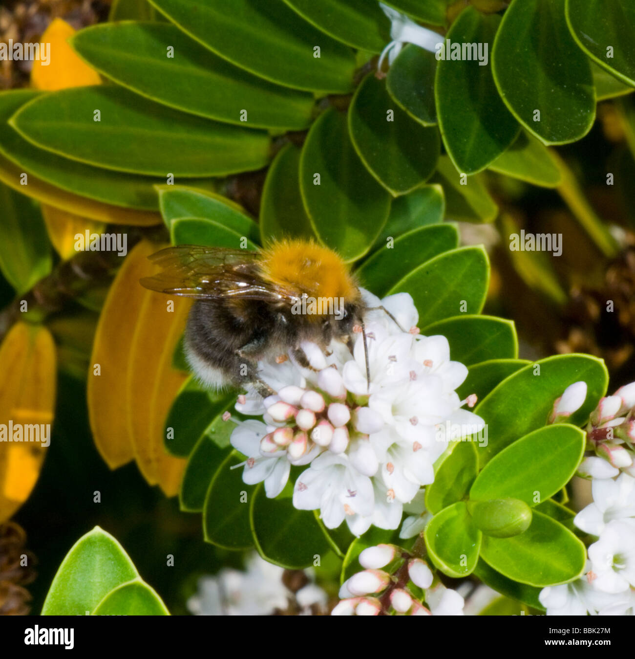 Bumblebee en Flor Blanca, REINO UNIDO Foto de stock
