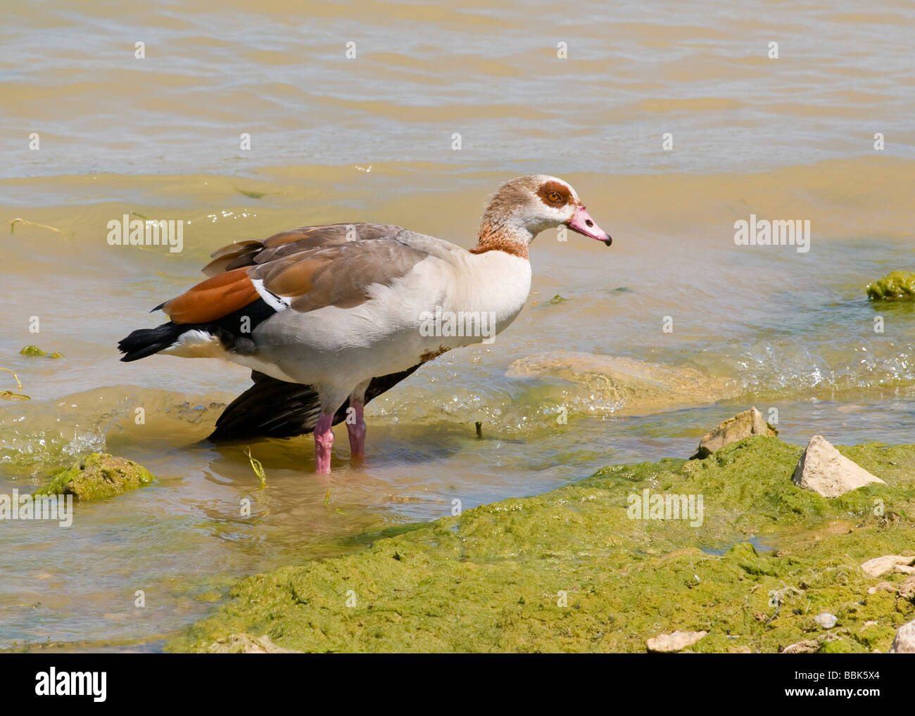 El ganso egipcio (Alopochen aegyptiacus) es un miembro de el pato, ganso y  Swan familia Anatidae Fotografía de stock - Alamy