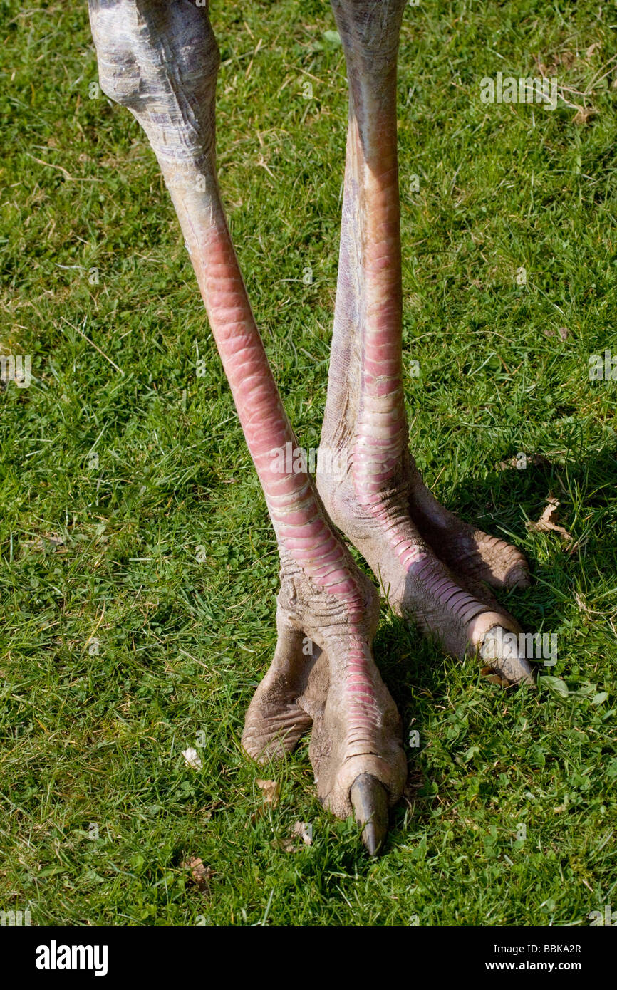 Ostrich legs toes fotografías e imágenes de alta resolución - Alamy