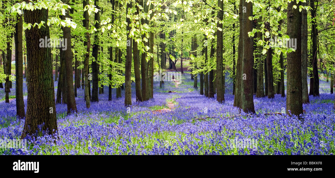 Las campánulas azules y hayedos en Ashridge Hertfordshire Estate Foto de stock