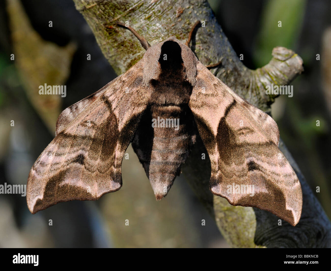 EYED Hawk Moth, Smerinthus ocellatus Foto de stock