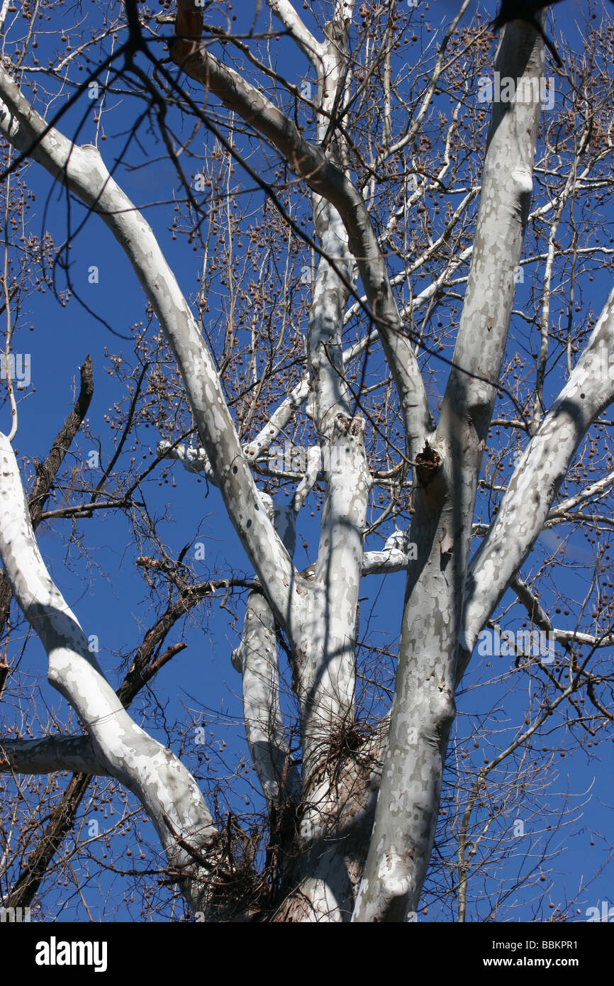 Árbol sicómoro americano(Platanus occidentalis) James River,Virginia Foto de stock