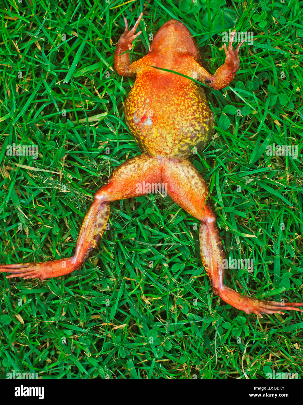 Rana común mostrando síntomas típicos de la enfermedad REDLEG