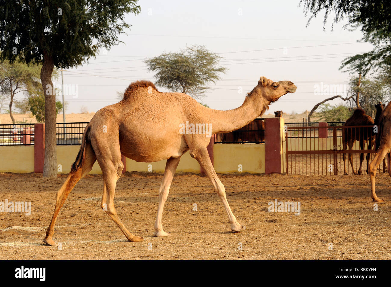 Camello dromedario (Camelus dromedarius), Nacional de Investigación Camel Farm, Bikaner, Rajasthan, India del norte, en el sur de Asia Foto de stock