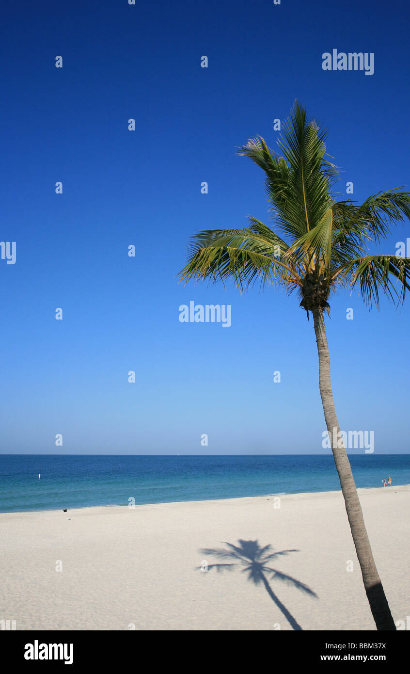 Playa de Florida y palmera de Anna Maria Island y el Golfo de México Foto de stock