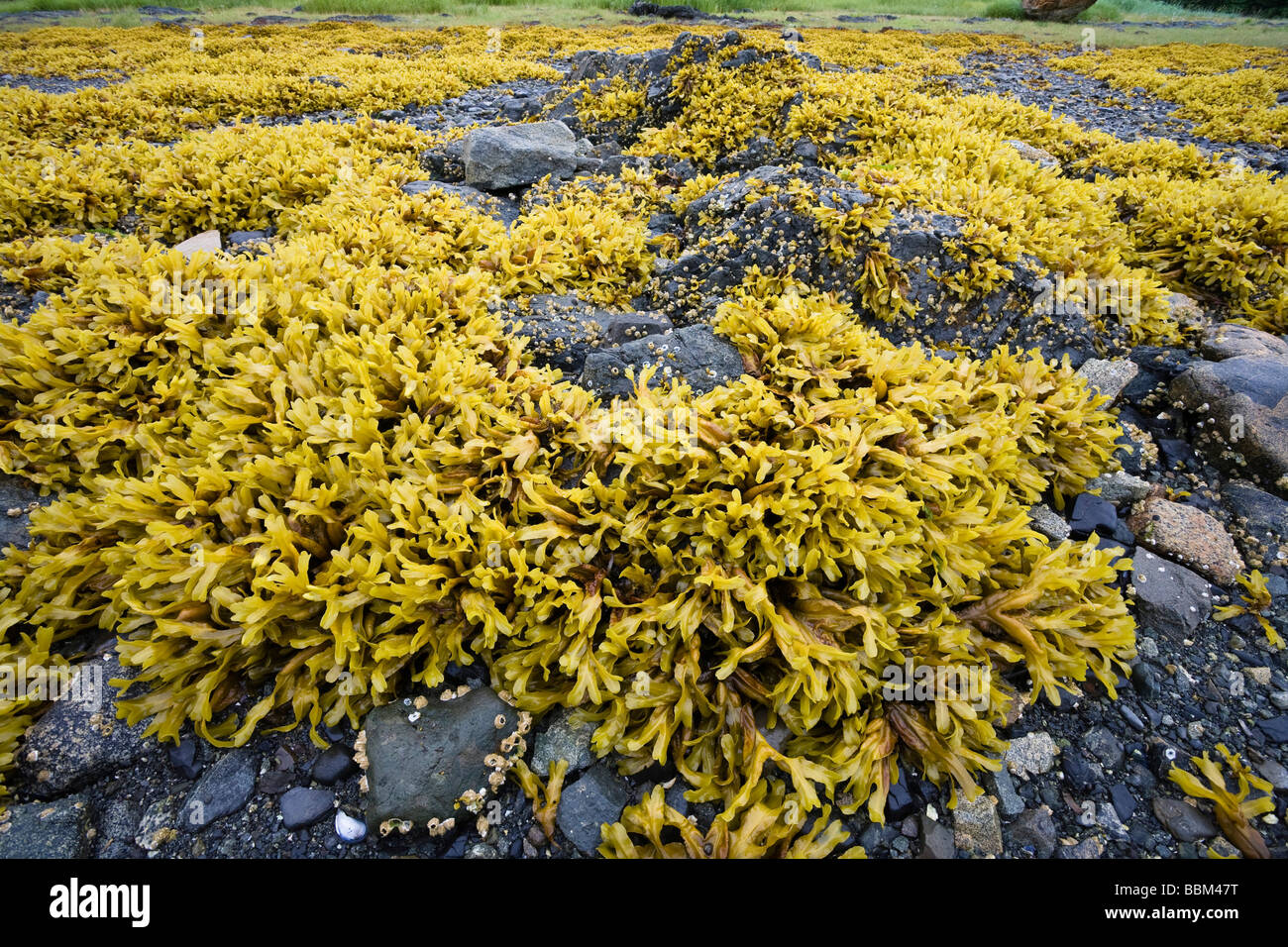 Las algas pardas, Rockweed (Fucus gardneri), Pleasant Bay, Isla del Almirantazgo, dentro del pasaje, Alaska, EE.UU., América del Norte Foto de stock