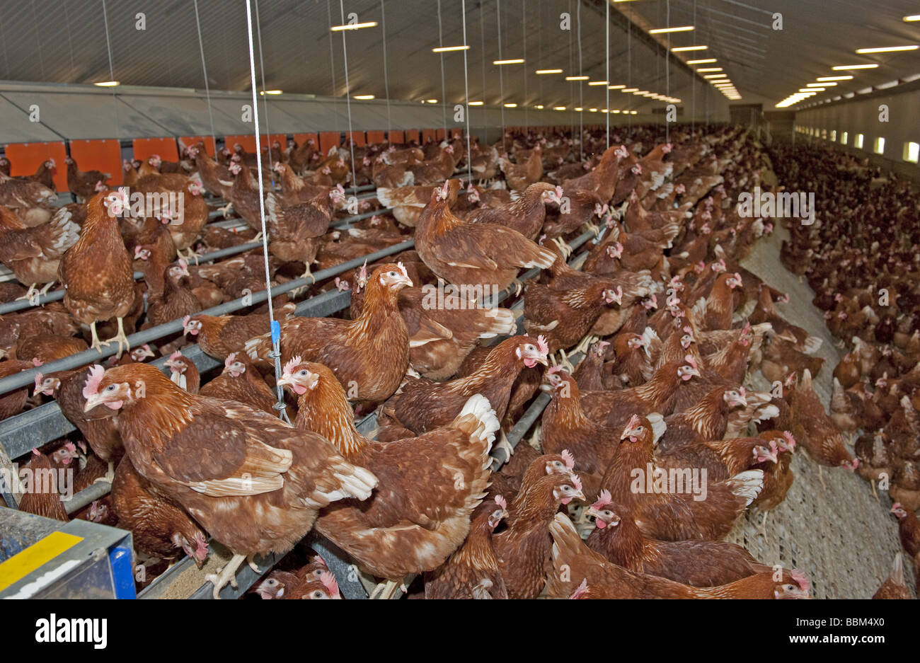 Intervalo libre de gallinas ponedoras de huevo dentro del complejo de viviendas de aves Foto de stock