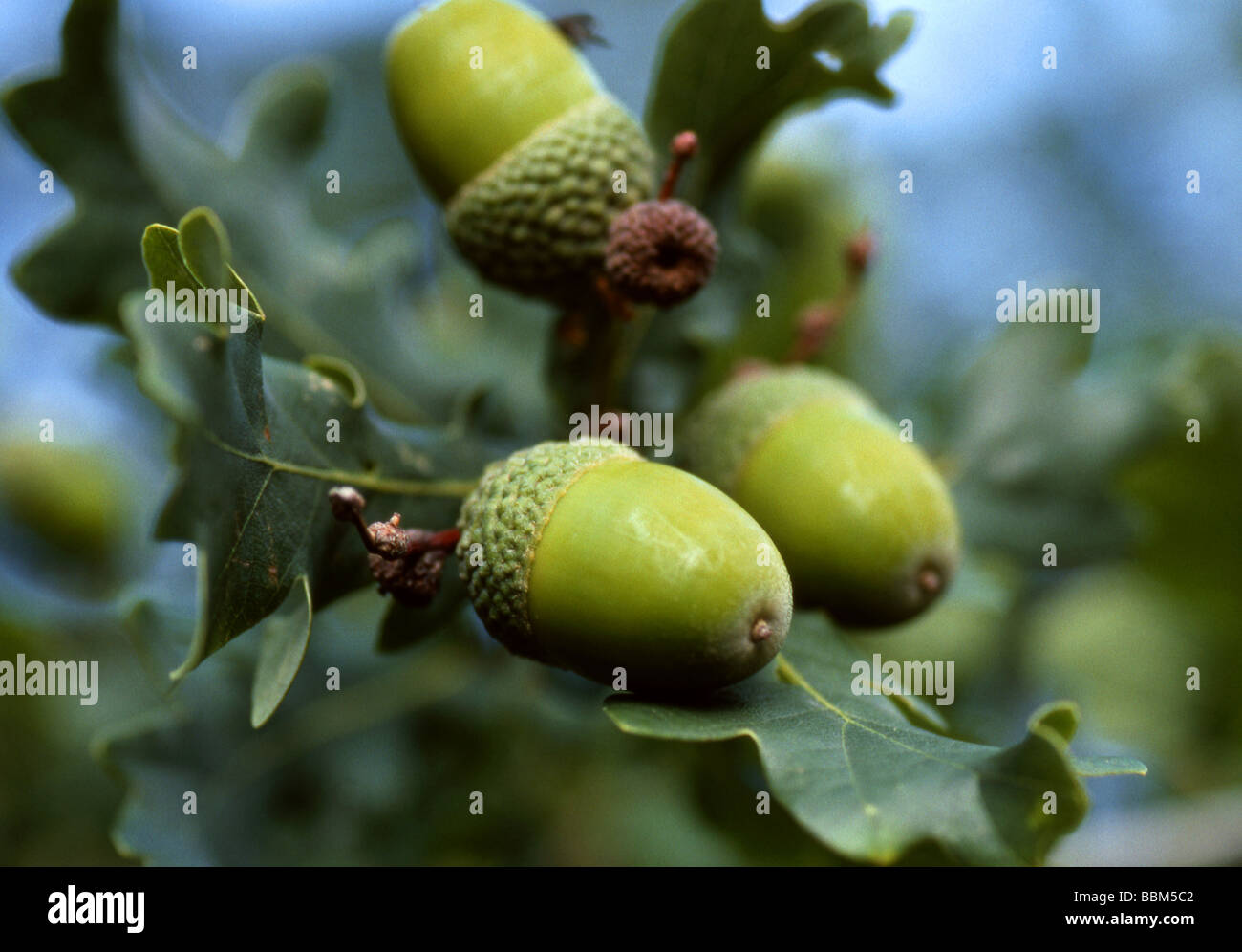 Pedunculate o inglés, bellotas de roble Quercus robur, Fagaceae Foto de stock