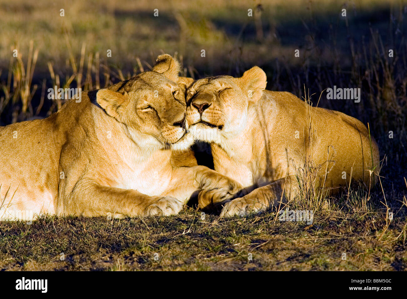 Par de León - reserva nacional de Masai Mara, Kenya Foto de stock