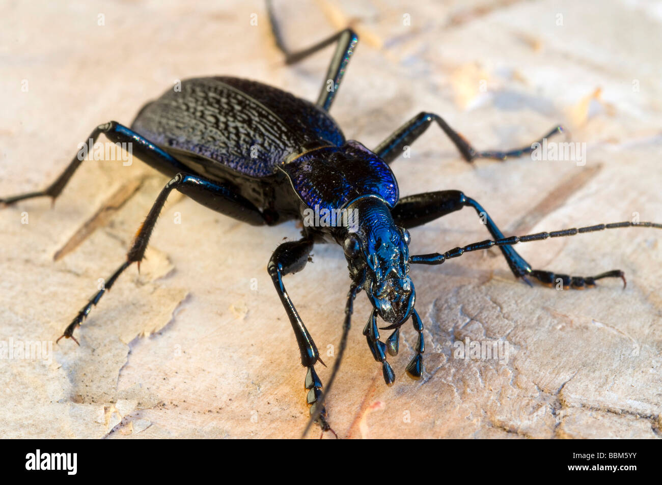 Las especies de escarabajos del suelo (escarabajo nemoralis), Schwaz, Tirol, Austria, Europa Foto de stock