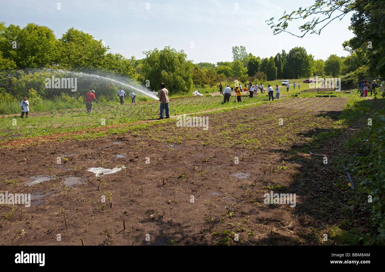 Los voluntarios trabajan en la granja urbana en Detroit. Foto de stock