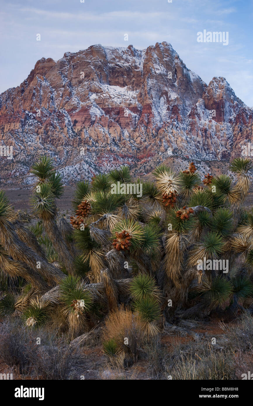 Area de Conservación Nacional de Red Rock Canyon Las Vegas Nevada Foto de stock