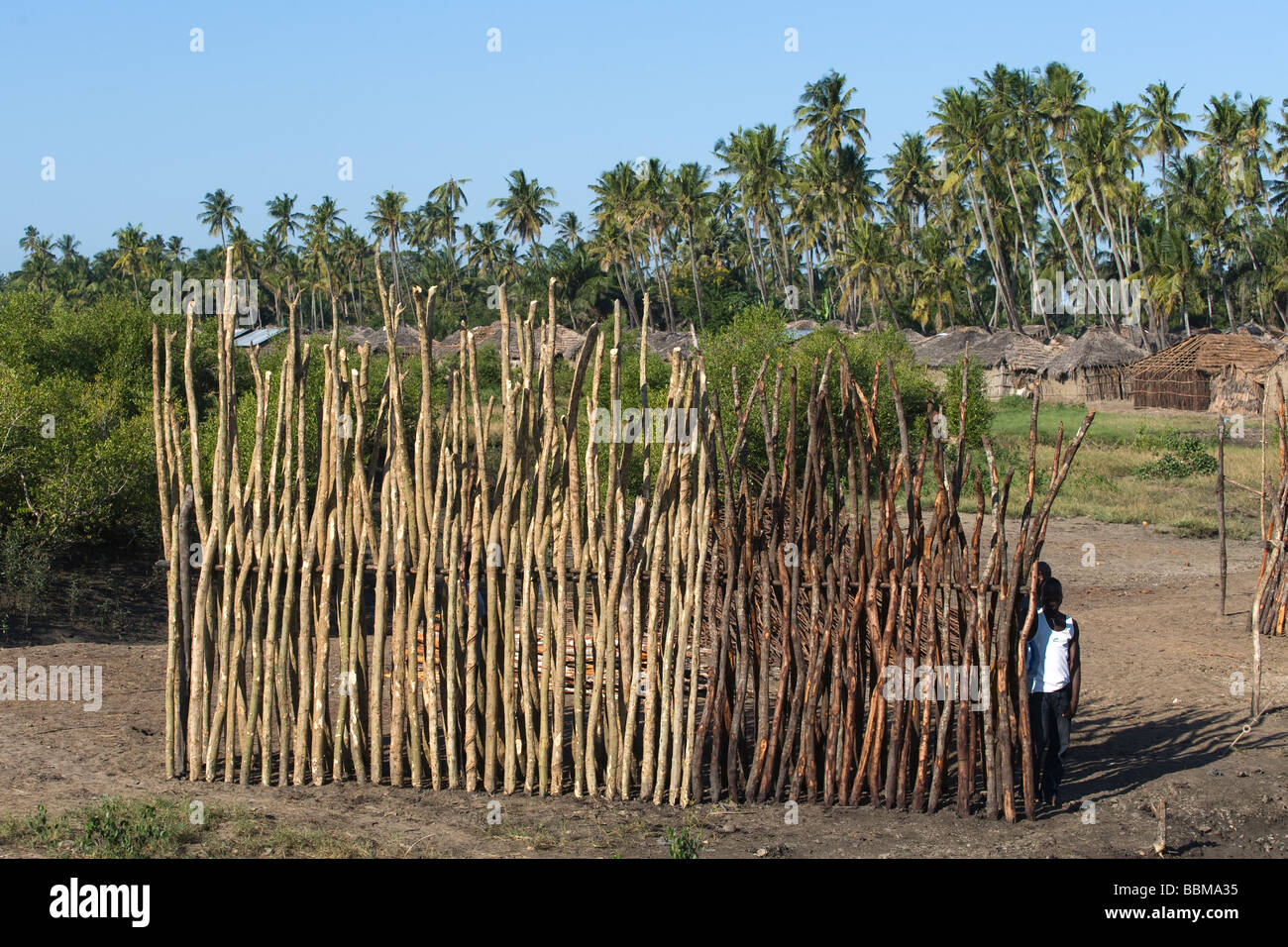 Hombre vendiendo polos mongrove Quelimane, Mozambique Foto de stock