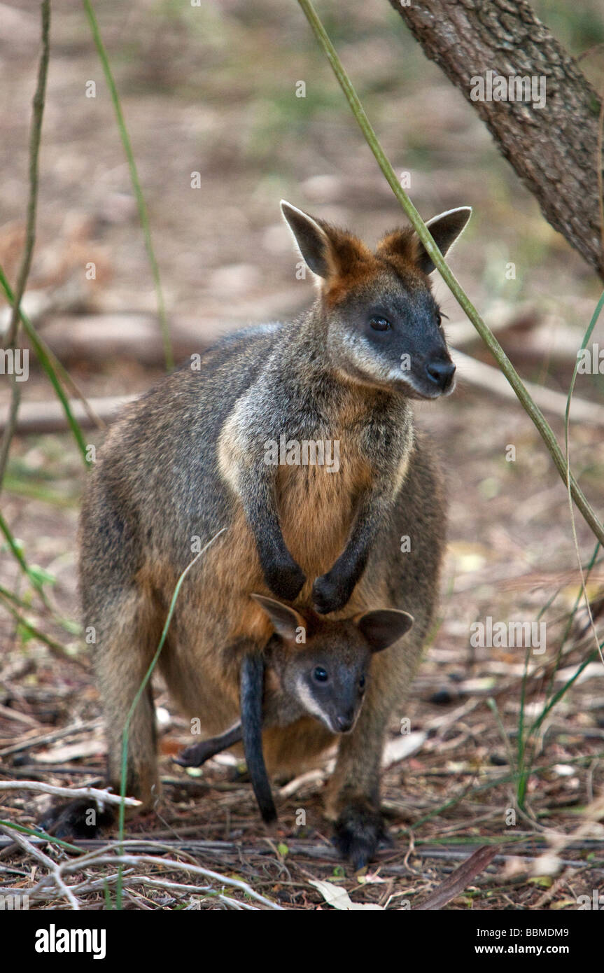 Australia, Victoria. Un wallaby y su joey en Phillip Island. Foto de stock