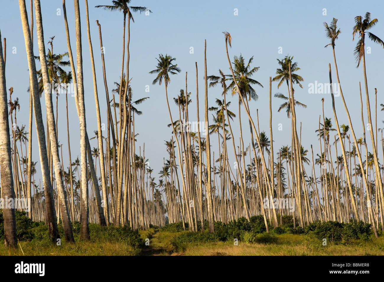 Las palmas de coco de morir de una enfermedad Quelimane, Mozambique Foto de stock
