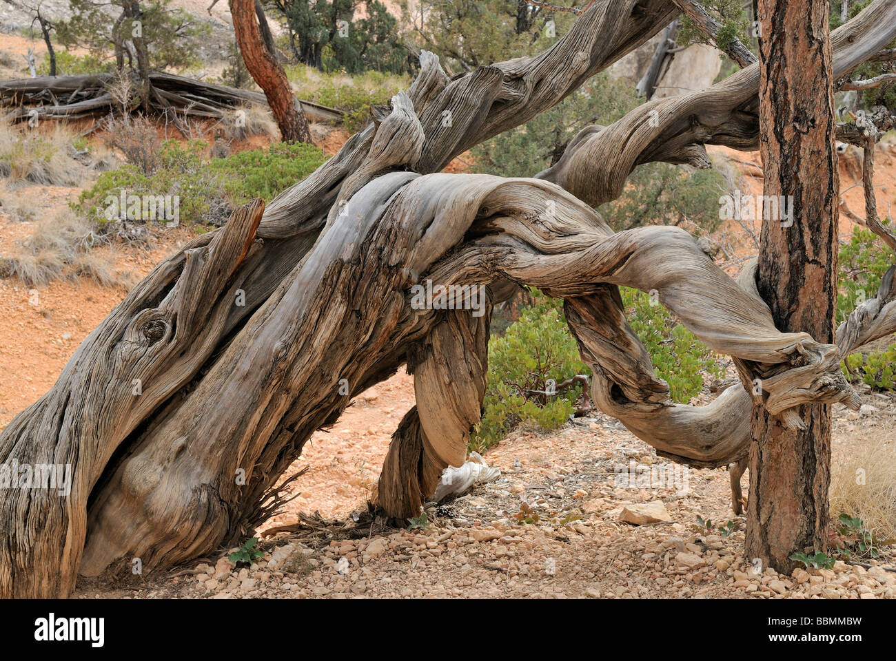 Tronco de pino (Pinus), retorcidos, caído y marchito, Bryce Canyon National Park, Utah, EE.UU. Foto de stock