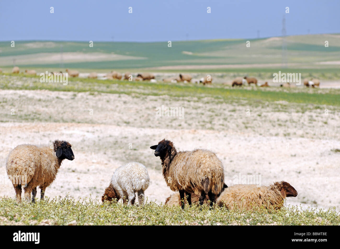 Rebaño de ovejas en la montaña de Jabal Arruda, Siria, Asia Foto de stock