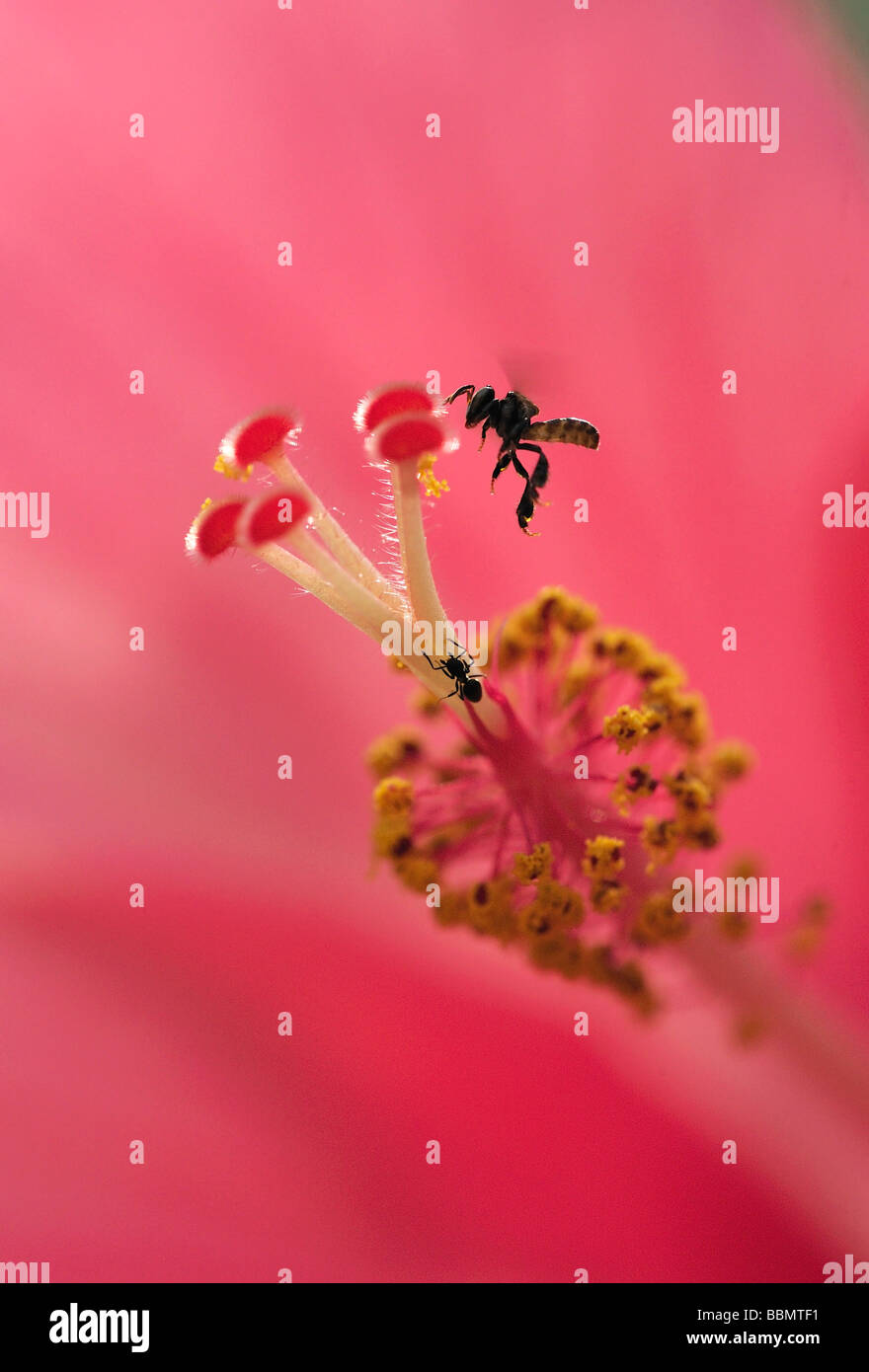 Miel de abejas dentro de una flor de hibisco Foto de stock