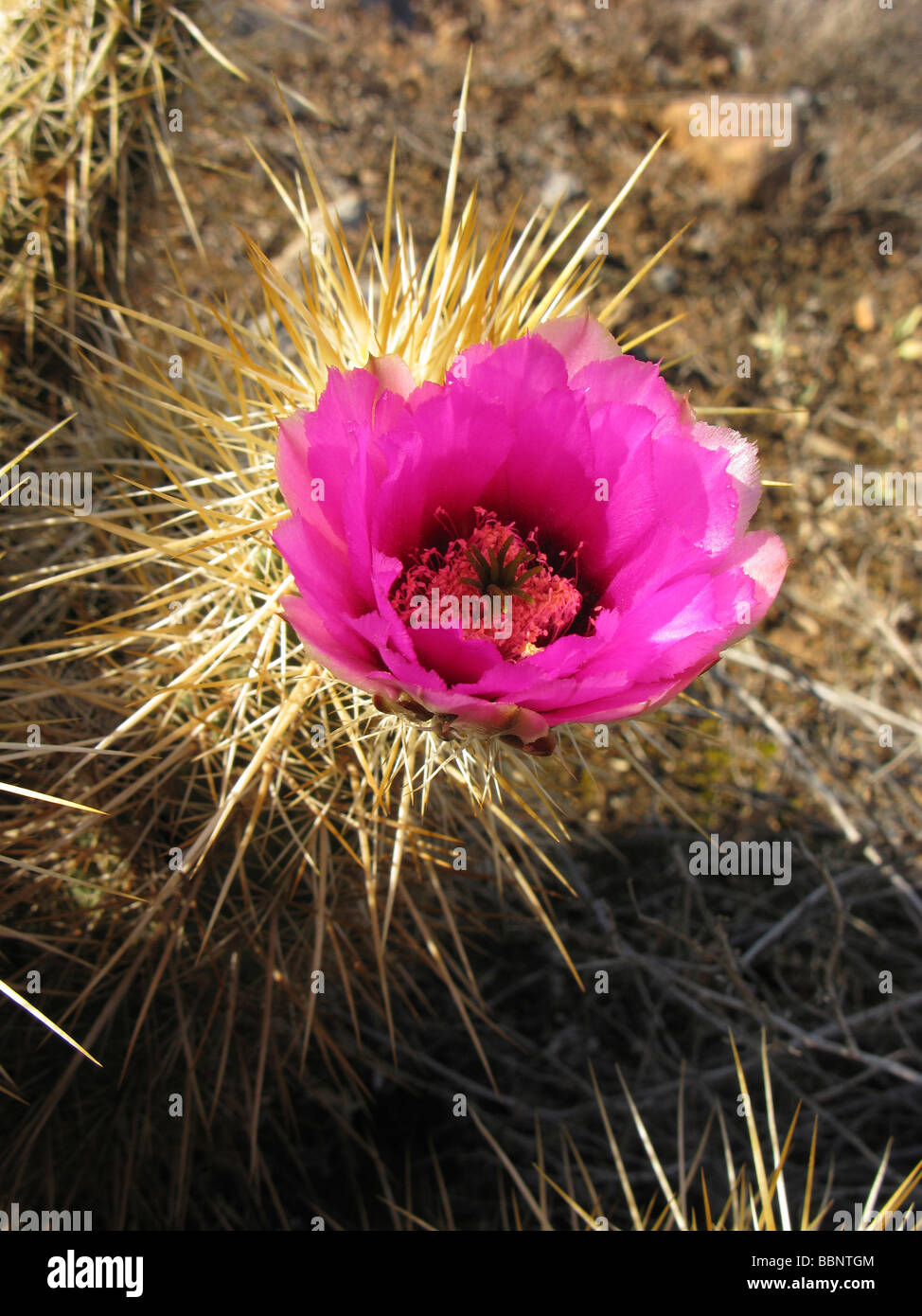 Flores del desierto,cactus de floración.púrpura Foto de stock