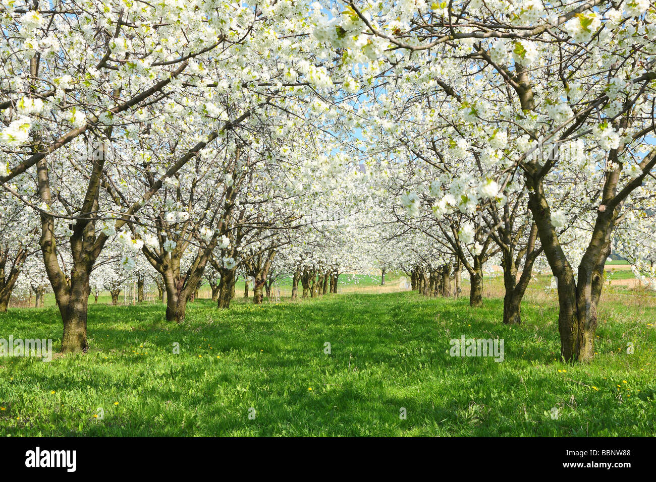 Los cerezos florecen en un soleado día de primavera Cerasus avium plantaciones de cereza Cherry Orchard Foto de stock