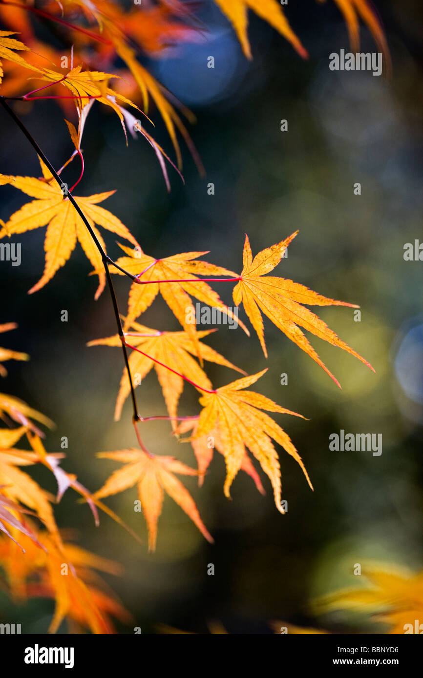 Acer palmatum "Nishiki Gawa' follaje de otoño Foto de stock