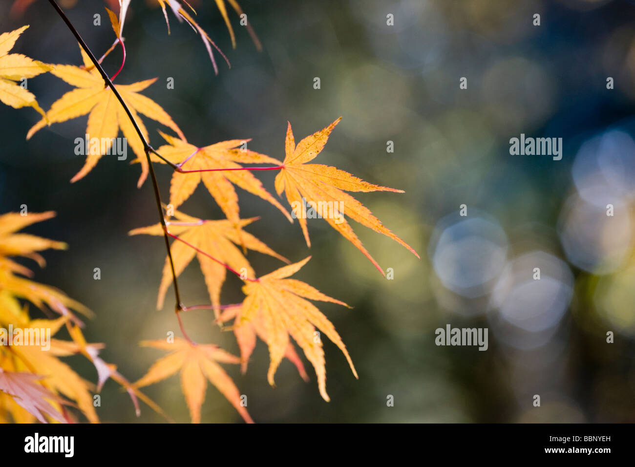 Acer palmatum "Nishiki Gawa' - el follaje de otoño Foto de stock