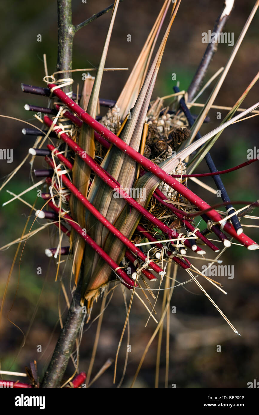 Los hábitats de insectos creados entre las ramas utilizando dogwood fotogramas llenos de piñas hojas y tallos huecos RHS Harlow Carr Foto de stock
