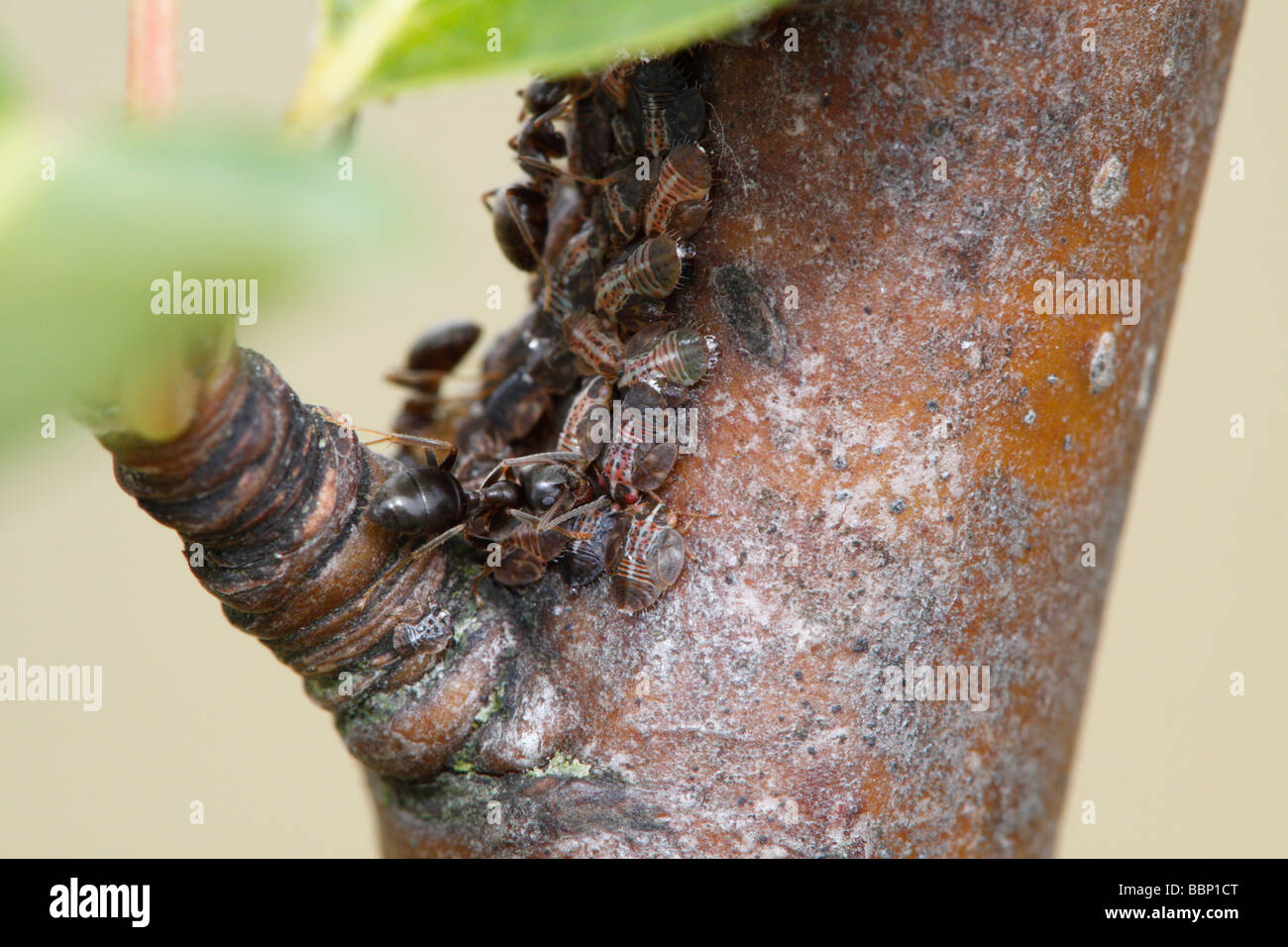 Hormiga negra de jardín (Lasius niger) ordeño psílidos (Cacopsylla pyri, llamado PEAR PEAR Europeo o psylla sucker) Foto de stock