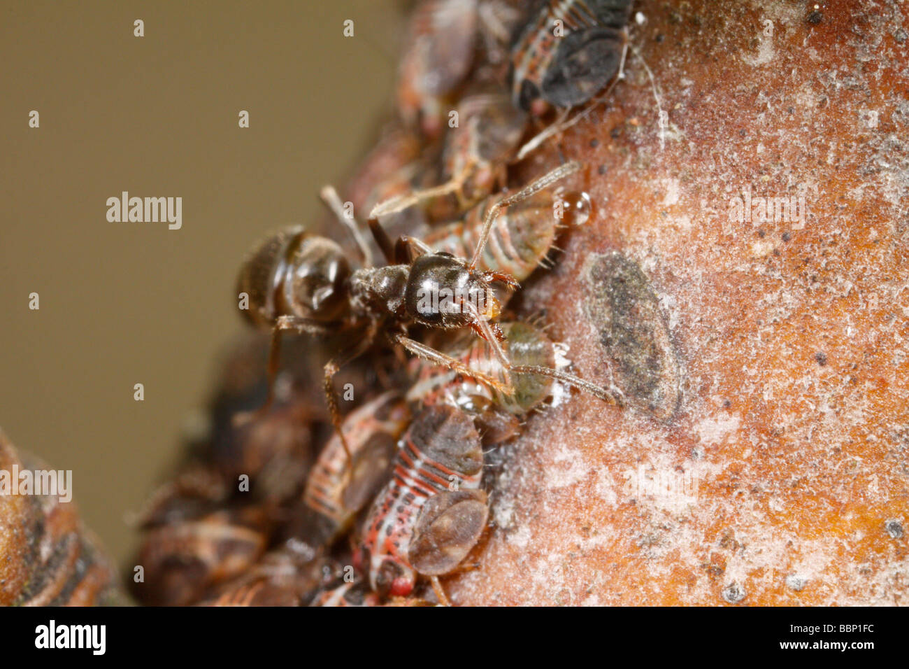 Hormiga negra de jardín (Lasius niger) ordeño psílidos (Cacopsylla pyri, llamado PEAR PEAR Europeo o psylla sucker) Foto de stock