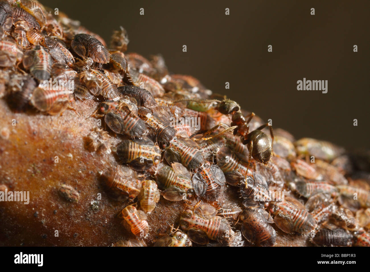 Cacopsylla pyri (pear psylla, perales sucker), tendido por hormigas negra de jardín (Lasius niger). La cosecha son la melaza Foto de stock