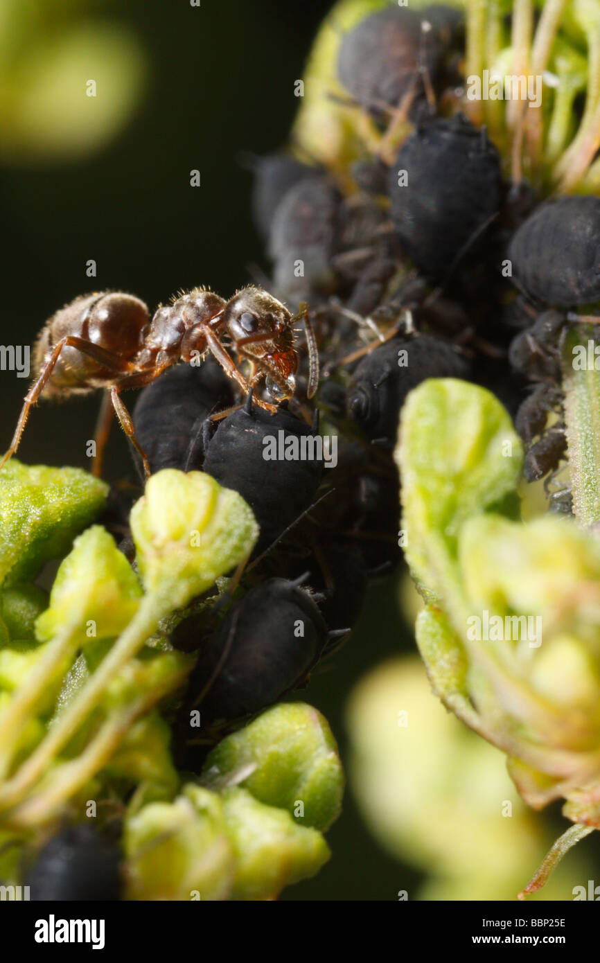 Hormiga negra de jardín (Lasius niger) ordeño blackflies (black bean pulgones, Aphis fabae). La cosecha se la mielada. Foto de stock