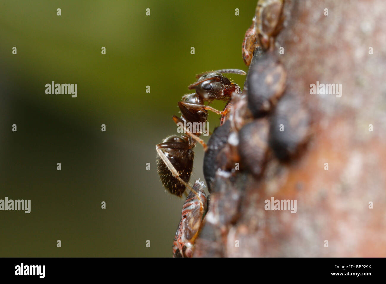 Hormiga negra de jardín (Lasius niger) ordeñar una psï¿½ido, Cacopsylla pyri (pear psylla, perales sucker) Foto de stock