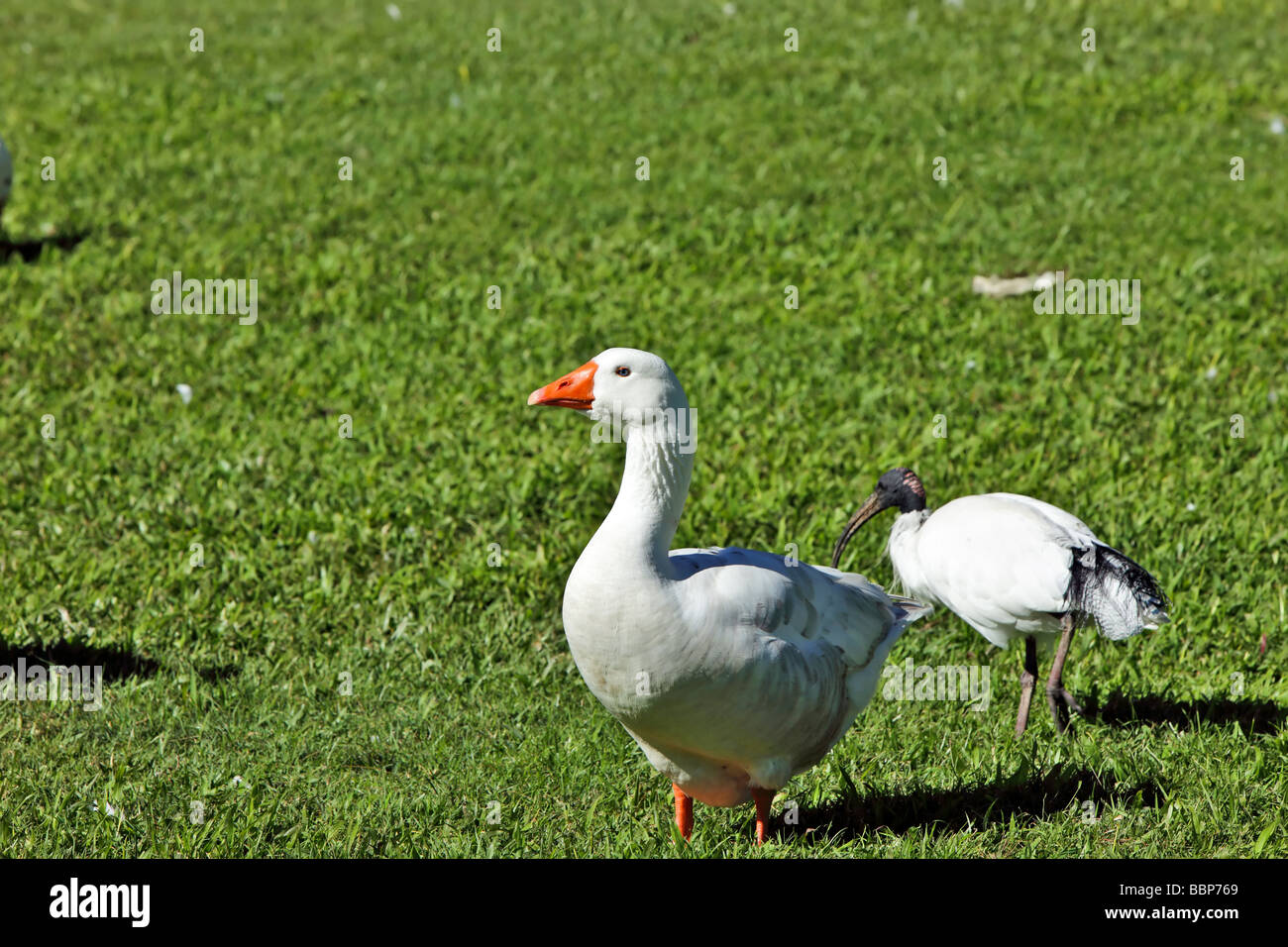 Wild Goose Embden Foto de stock