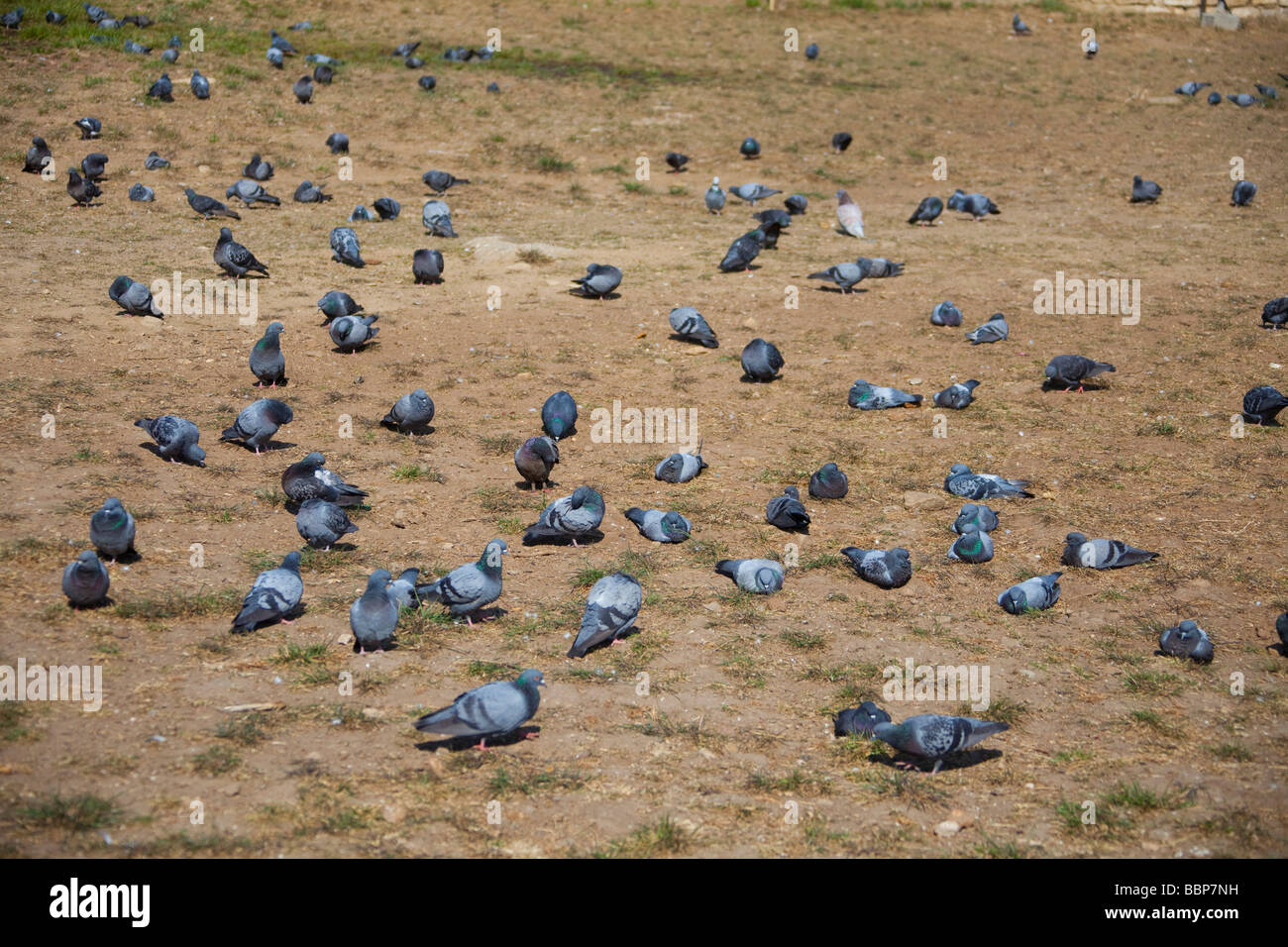 Feral palomas (Columba livia domestica) alimentándose de tierra , Thimphu Bután Asia 90919 Bhutan-Thimphu Foto de stock