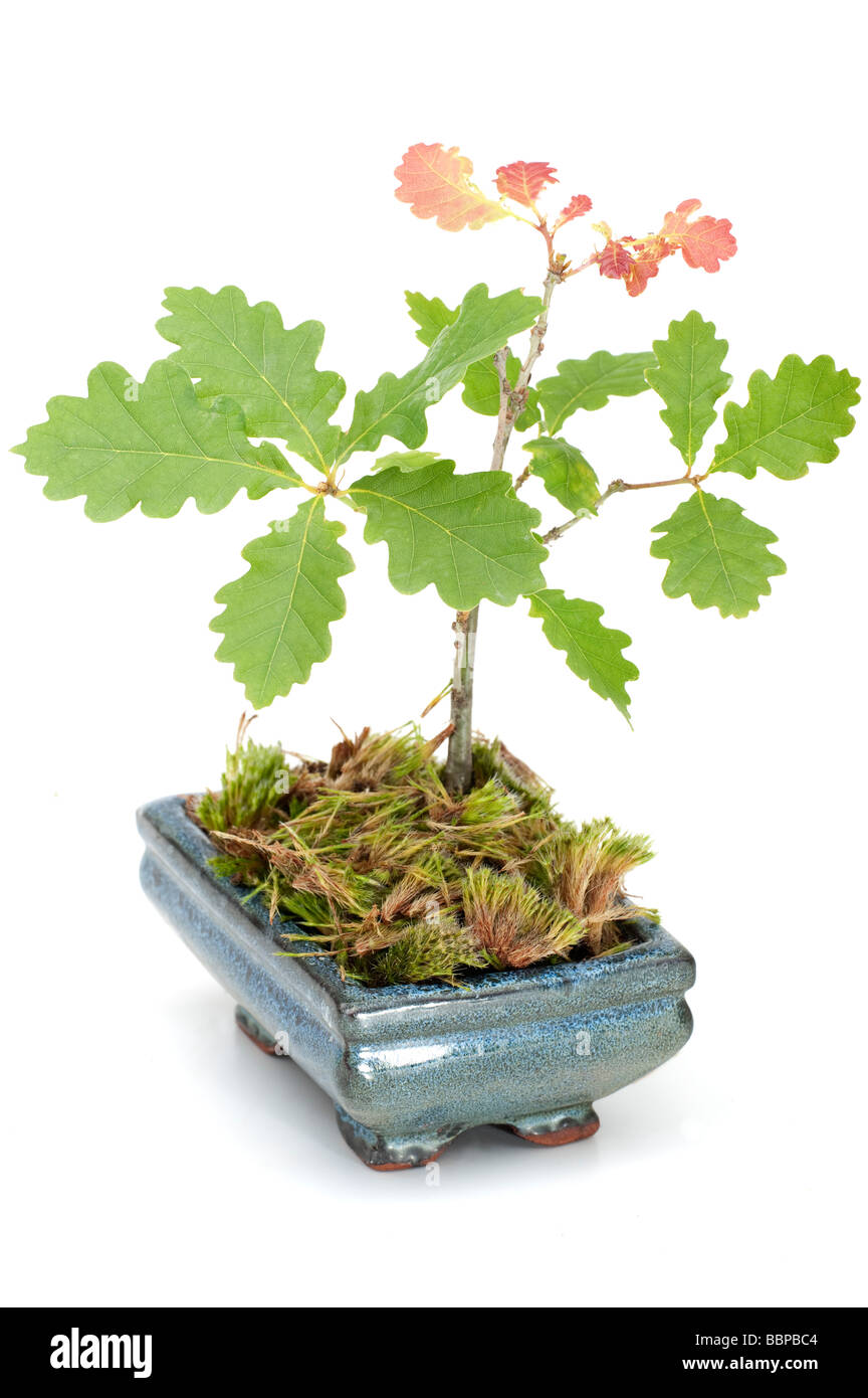 Pequeño retoño de roble Quercus en un pequeño bote azul Foto de stock