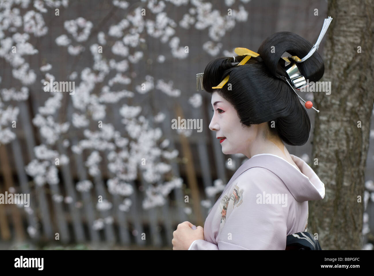 Un retrato de una geisha, o geiko, durante la temporada de los cerezos en flor en Kioto, Japón Foto de stock