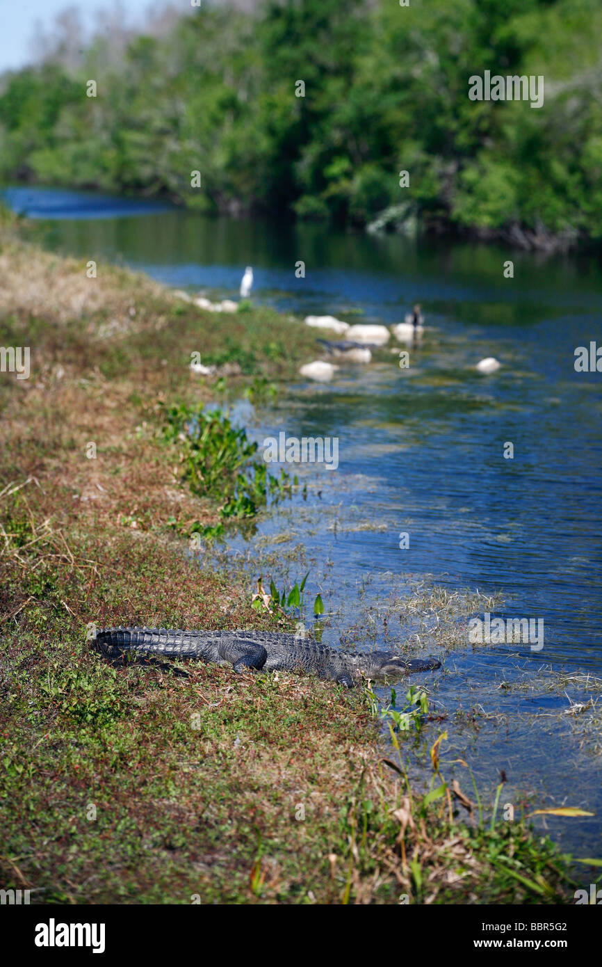 Caimanes y otras aves, tomando sol en la orilla de un río en los Everglades de Florida. Foto de stock
