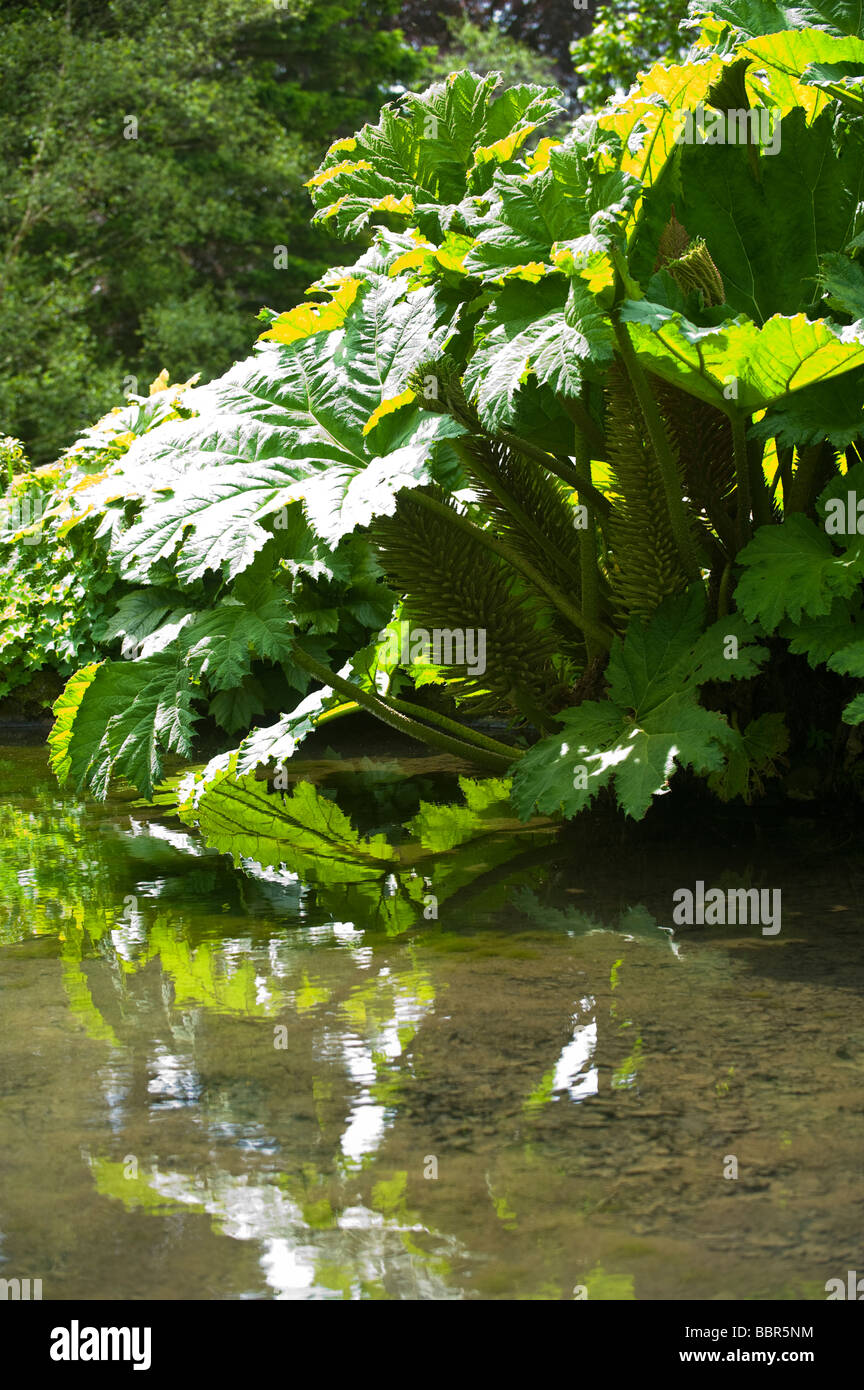 Ruibarbo gigante (Gunnera manicata) creciendo en estanque en Holehird Jardines, Windermere, Reino Unido Foto de stock