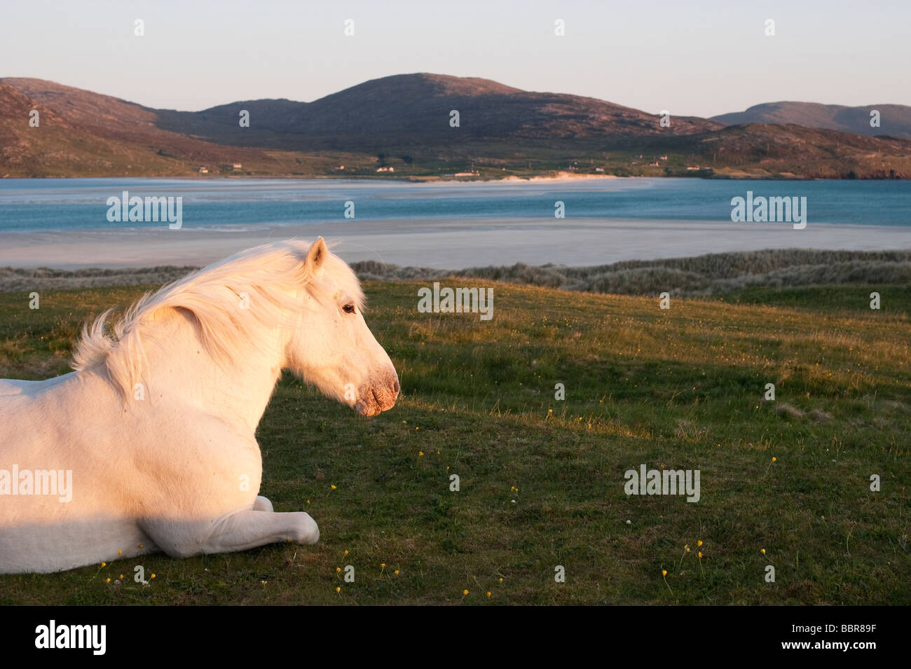 Caballo blanco sentado mirando Luskentire beach South Harris costa , Hébridas Exteriores, Escocia Foto de stock