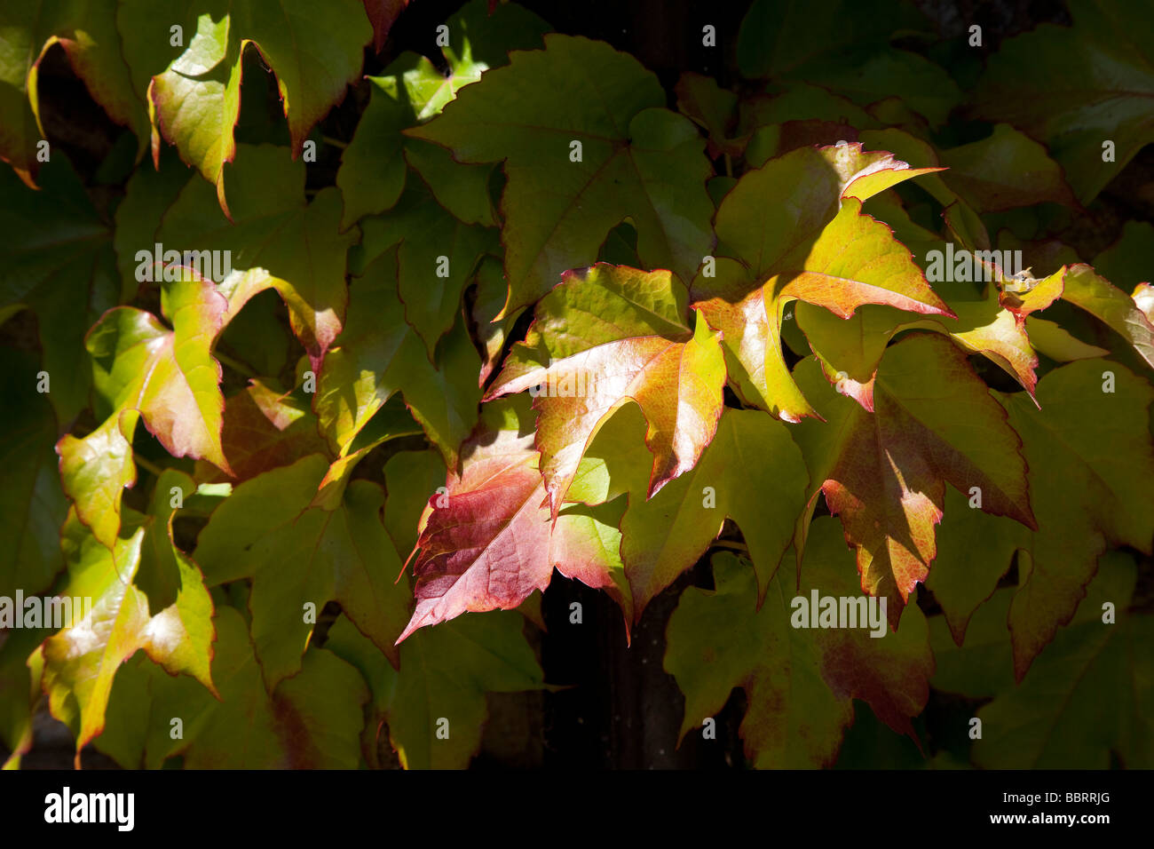 Virginia follaje reductor verano (verde). Foto de stock