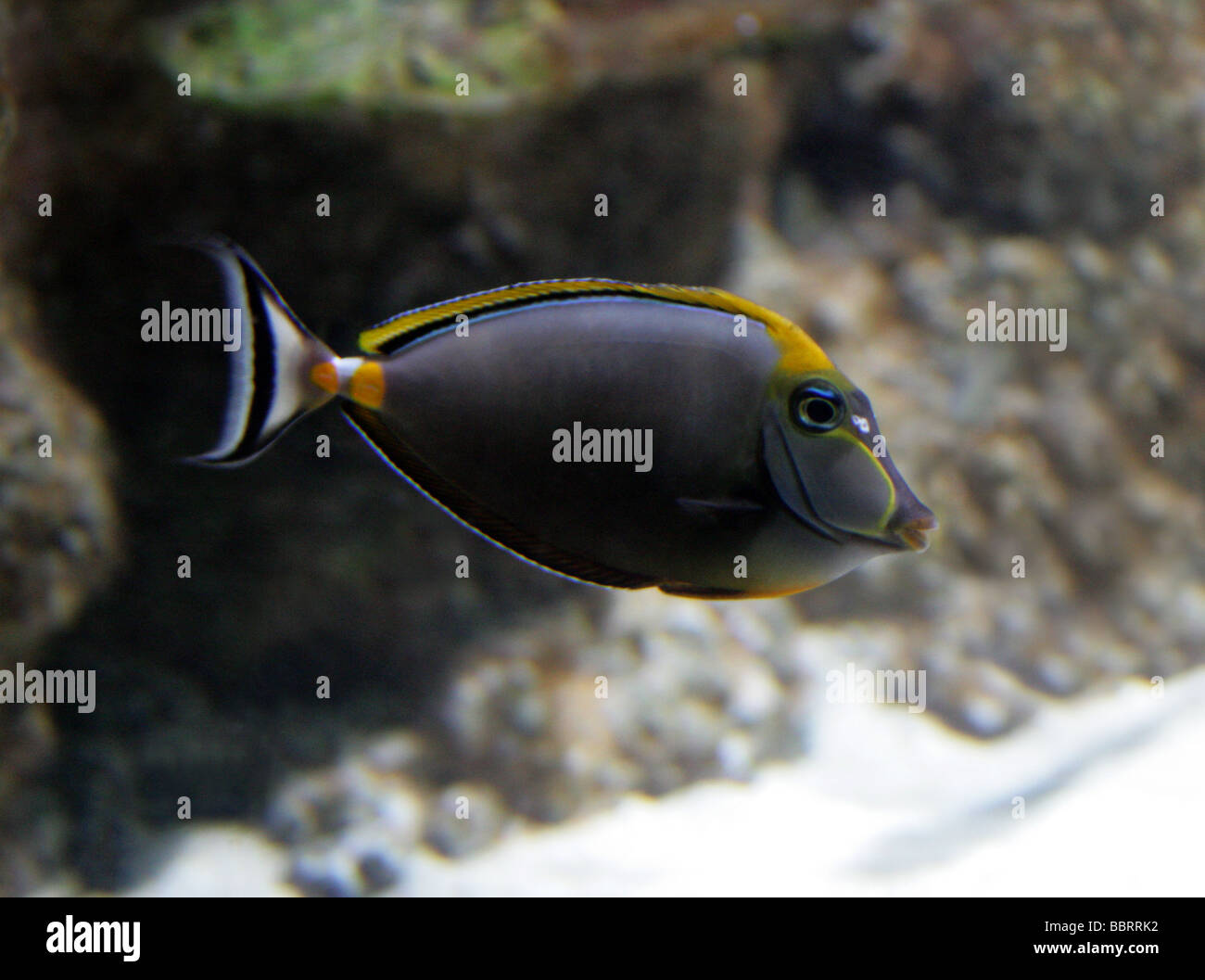 Pintalabios Tang o Naso Tang, Naso lituratus, aka Orangespine Unicornfish, Tricolores Tang, Acanthuridae, Perciformes Foto de stock