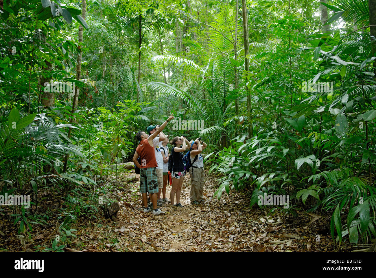 La observación de la vida silvestre en la selva tropical, Costa Rica, el ecoturismo con un guía naturalista local. Foto de stock