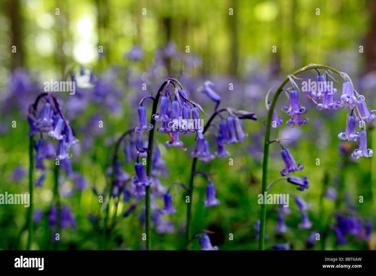 Native bluebell Hyacinthoides non scripta Foto de stock