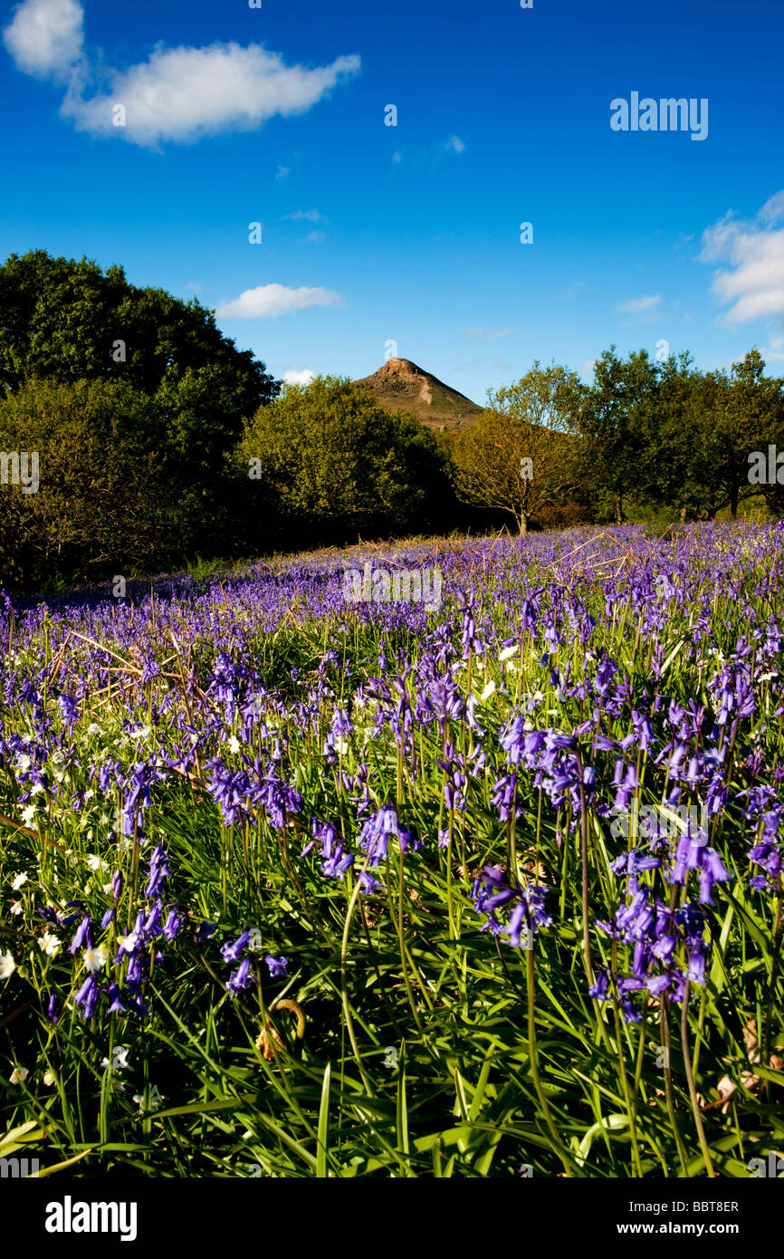 Las campánulas azules en Newton Woods bajo Roseberry Topping cerca de Great Ayton North Yorkshire Foto de stock