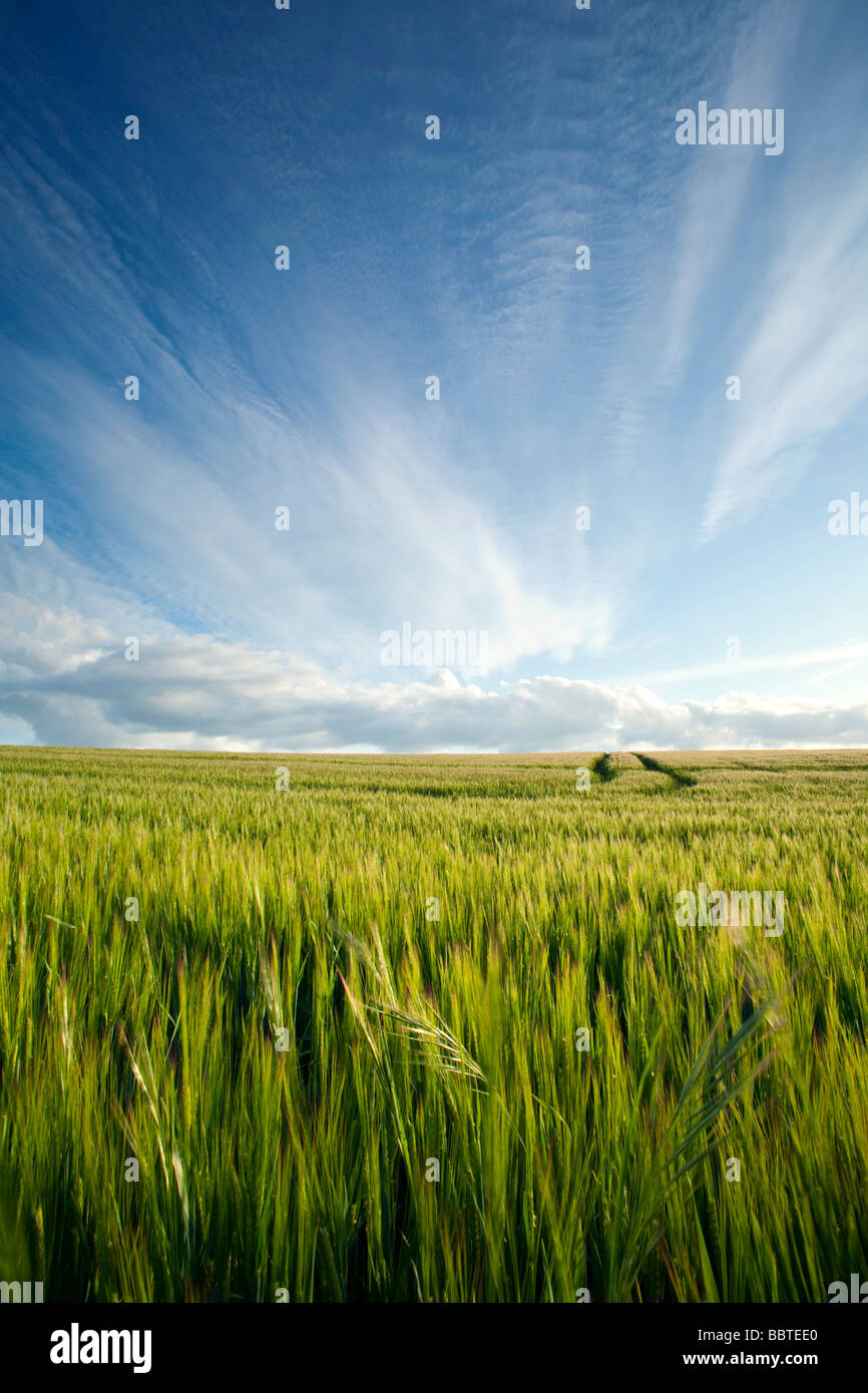 Un cielo de verano sobre un maizal de maduración Foto de stock